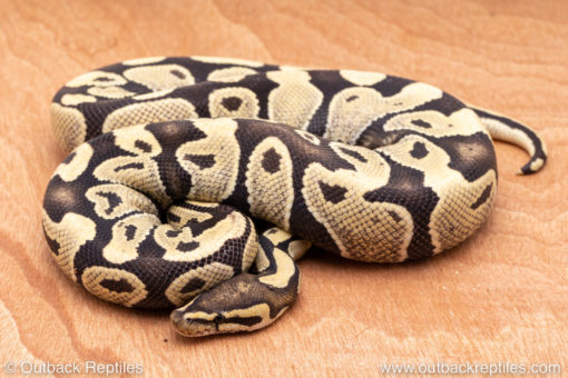 Wild Caught ball pythons for sale