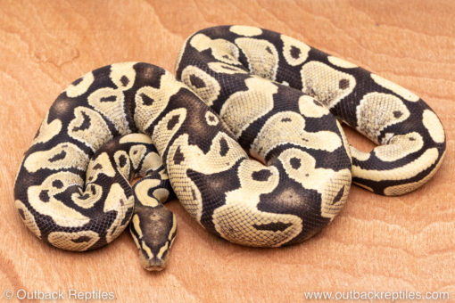 Wild Caught ball pythons for sale