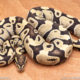Wild Caught ball pythons for sale