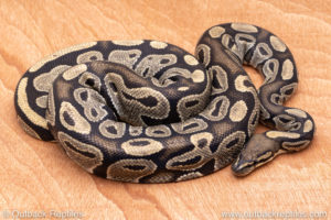 Wild Caught ball pythons for sale