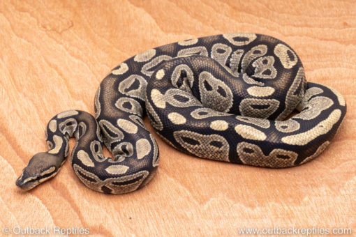 Wild Caught ball pythons for sale