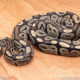 Wild Caught ball pythons for sale