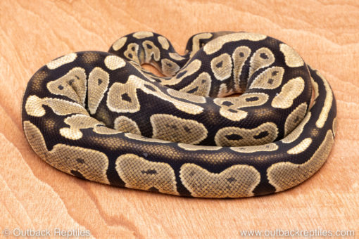 Wild Caught ball pythons for sale