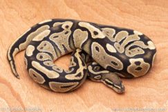 Wild Caught ball pythons for sale