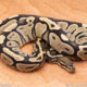 Wild Caught ball pythons for sale