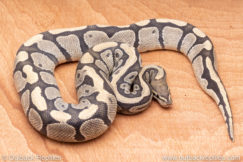 Wild Caught ball pythons for sale