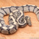 Wild Caught ball pythons for sale