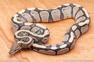 Wild Caught ball pythons for sale