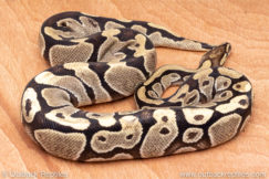Wild Caught ball pythons for sale