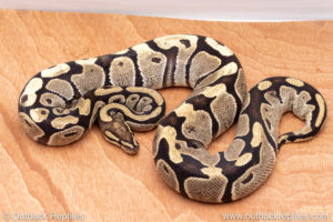 Wild Caught ball pythons for sale