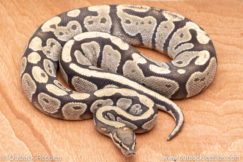 Wild Caught ball pythons for sale