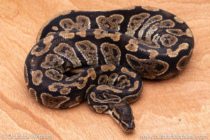 Wild Caught ball pythons for sale