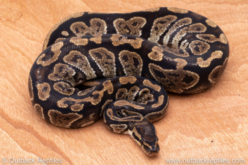 Wild Caught ball pythons for sale