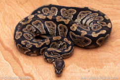 Wild Caught ball pythons for sale