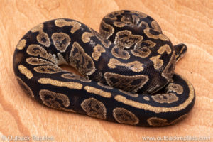 Wild Caught ball pythons for sale