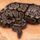 Wild Caught ball pythons for sale