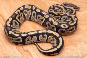 Wild Caught ball pythons for sale