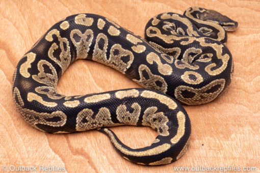 Wild Caught ball pythons for sale