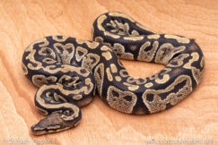 Wild Caught ball pythons for sale