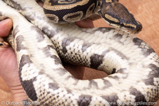 Wild Caught ball pythons for sale