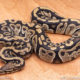 Wild Caught ball pythons for sale