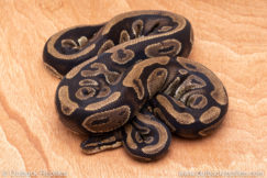 Wild Caught ball pythons for sale