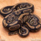 Wild Caught ball pythons for sale