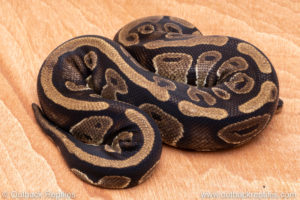 Wild Caught ball pythons for sale