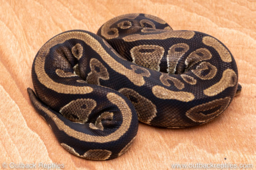 Wild Caught ball pythons for sale