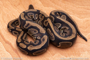 Wild Caught ball pythons for sale