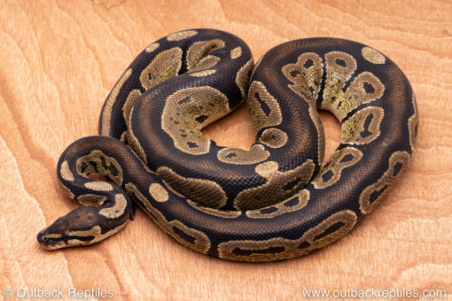 Wild Caught ball pythons for sale