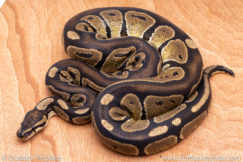 Wild Caught ball pythons for sale