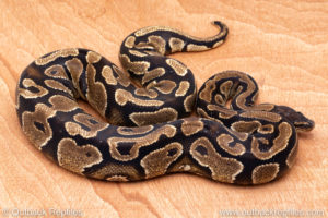 Wild Caught ball pythons for sale