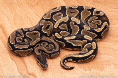 Wild Caught ball pythons for sale