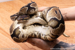 Wild Caught ball pythons for sale