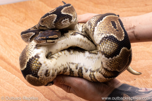 Wild Caught ball pythons for sale