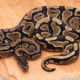 Wild Caught ball pythons for sale