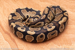 Wild Caught ball pythons for sale