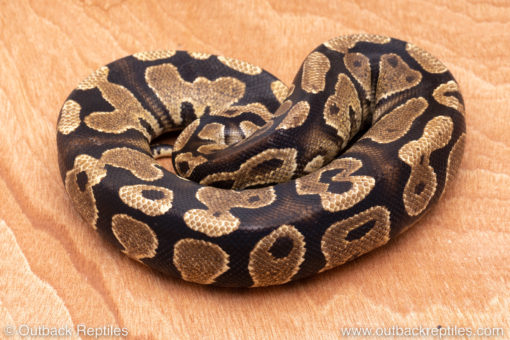 Wild Caught ball pythons for sale