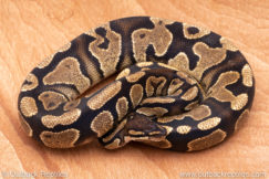 Wild Caught ball pythons for sale