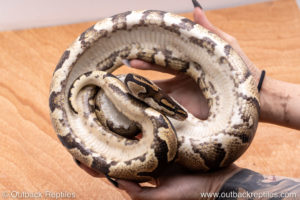 Wild Caught ball pythons for sale