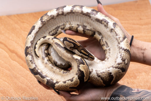 Wild Caught ball pythons for sale