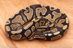 Wild Caught ball pythons for sale