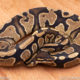 Wild Caught ball pythons for sale