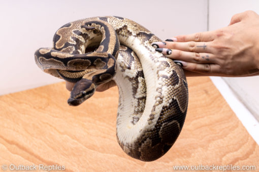 Wild Caught ball pythons for sale