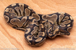 Wild Caught ball pythons for sale