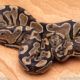 Wild Caught ball pythons for sale