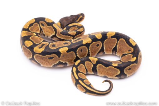 Africa import ball python for sale