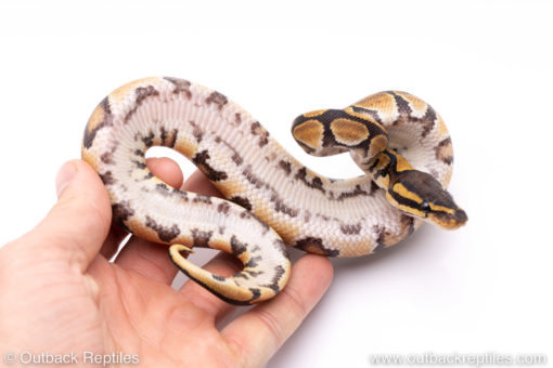 Africa import ball python for sale