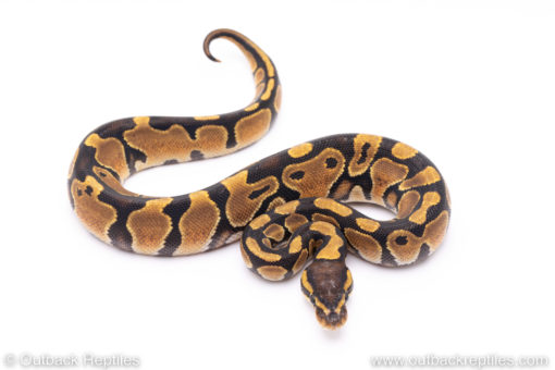 Africa import ball python for sale